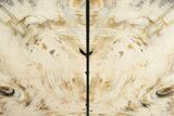 Tall, Petrified Wood Bookends - Washington #231794-2